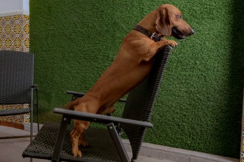 LA MANSIÓN DEL REY DAVID