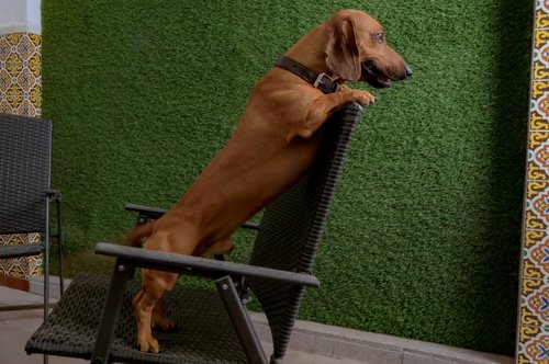 LA MANSIÓN DEL REY DAVID